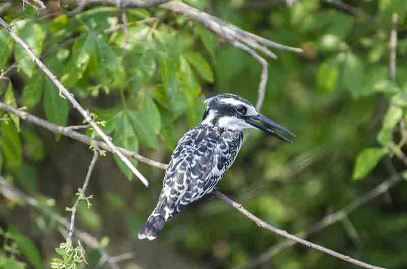 Martin Pescador o Pied Kingfisher - parque nacional de Queen Elizabeth - Uganda 2.jpg